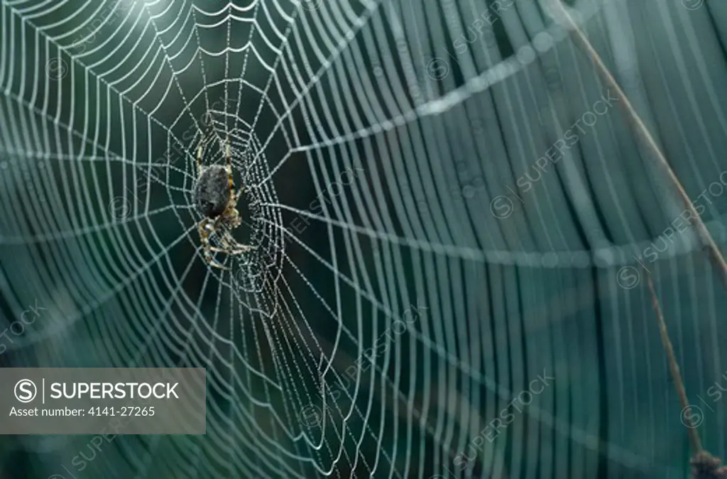spider at centre of orb-web