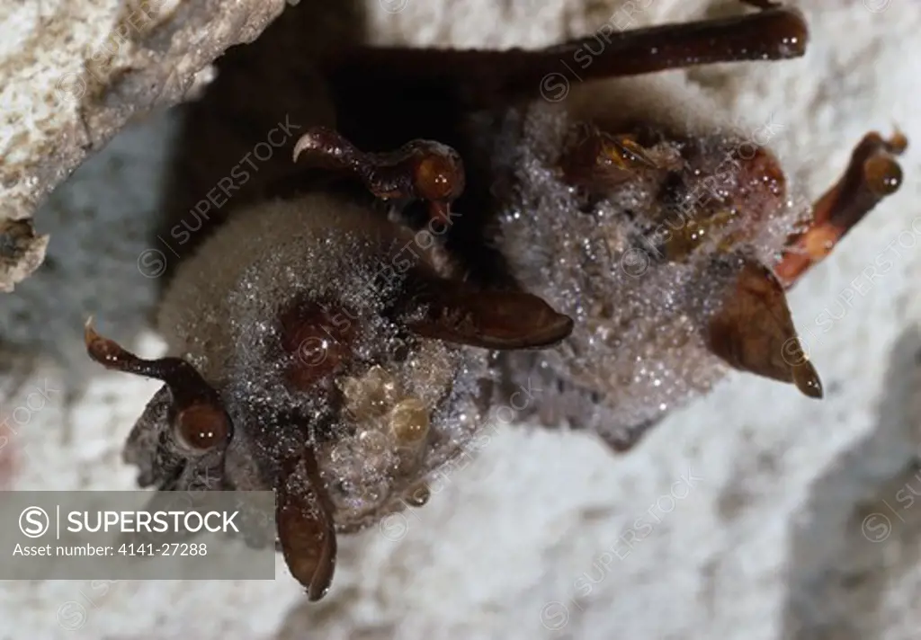mouse-eared bats hibernating myotis myotis note condensation on fur 