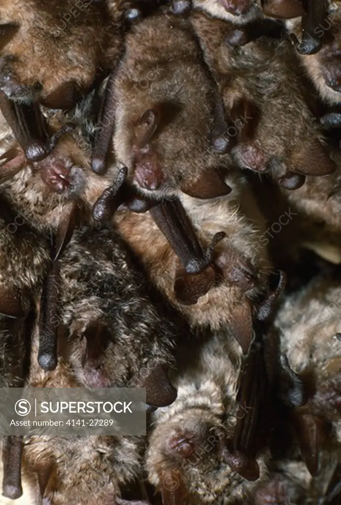 mouse-eared bats myotis myotis roosting in cave 