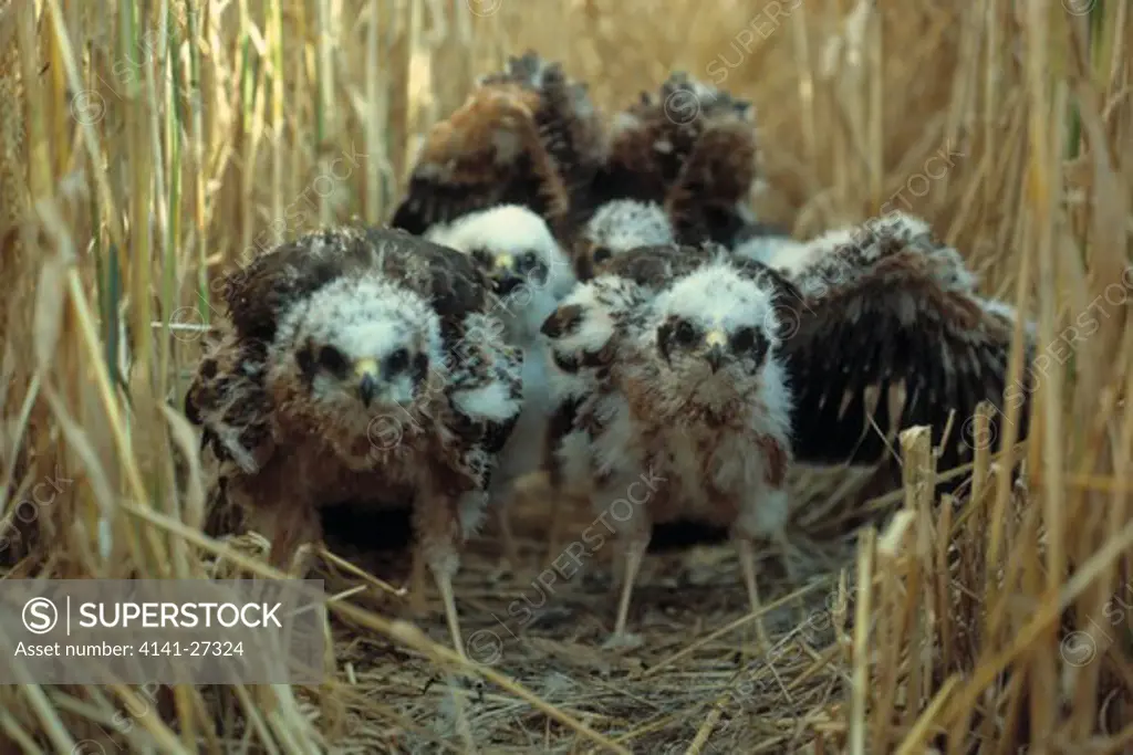 montagu's harrier circus pygargus nearly fledged group of young in nest, france 
