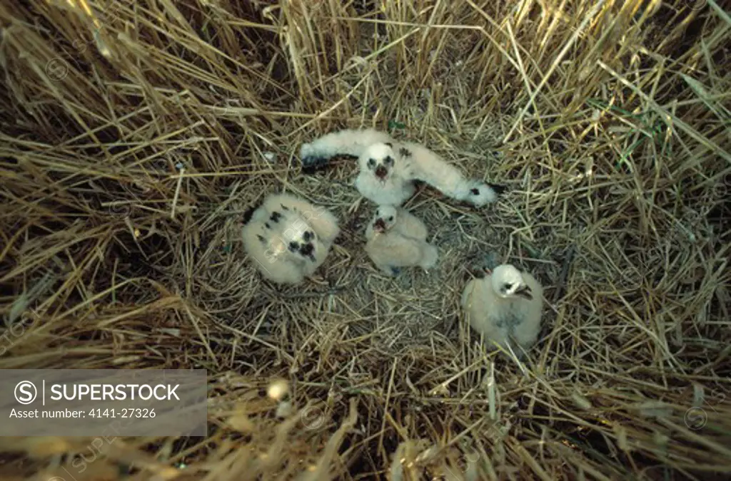 montagu's harrier circus pygargus four young in nest amongst barley crop, france