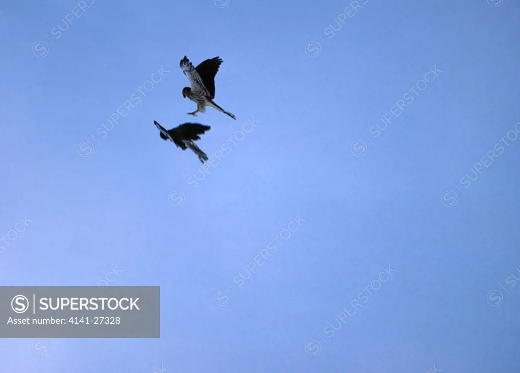 montagu's harrier pair in flight circus pygargus performing food-pass france 