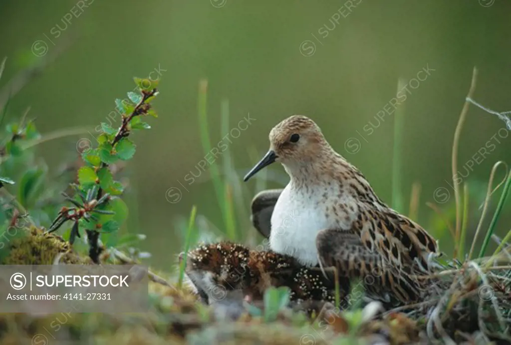 little stint calidris minuta with young, taimyr reserve,siberia, eastern russia