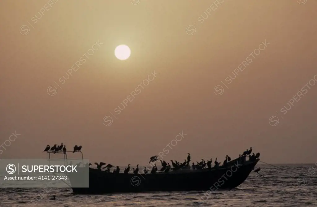 reed or long-tailed cormorants phalacrocorax africanus perched on boat mauritania 