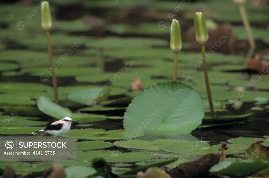 masked water-tyrant fluvicola nengeta on water-lily ecuador 