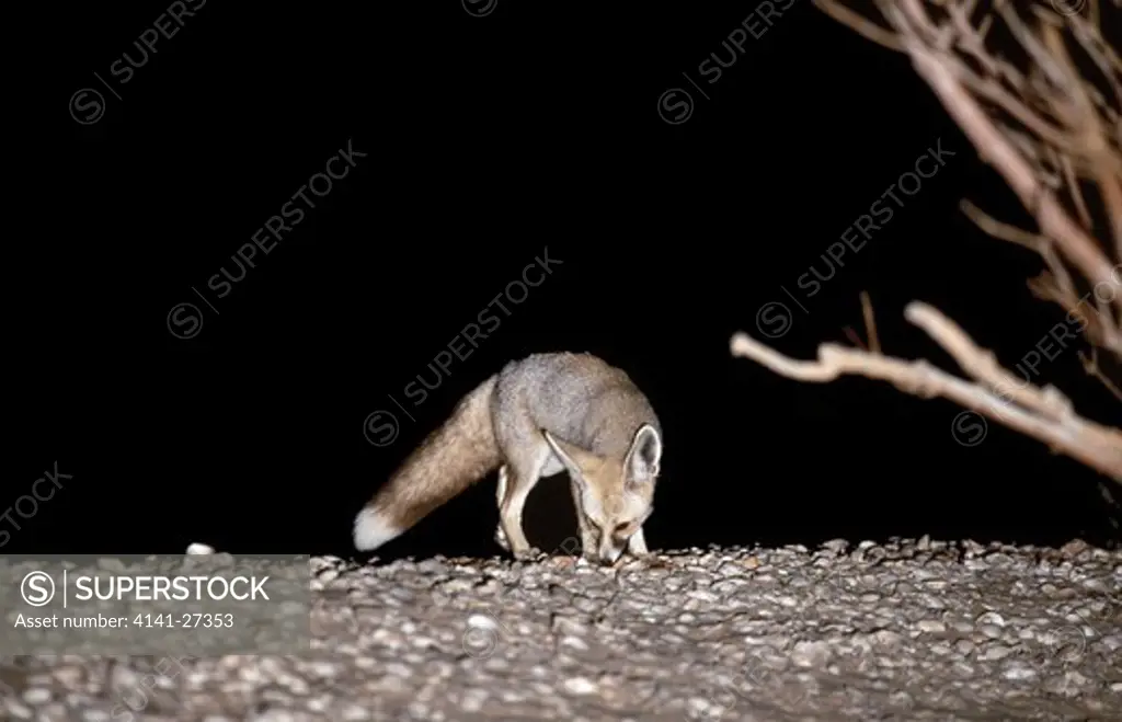 ruppell's fox at night vulpes ruppelli mauritania, west africa 