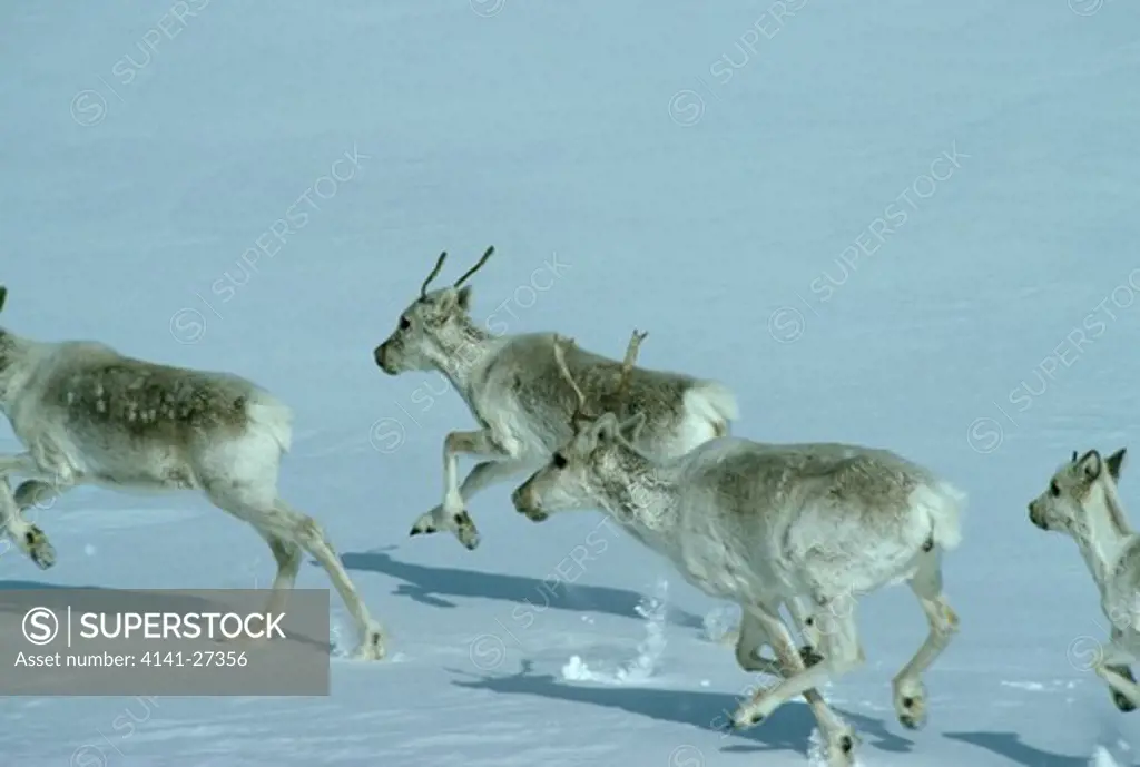 reindeer running rangifer tarandus 
