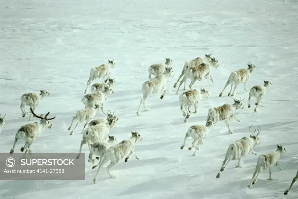 reindeer herd rangifer tarandus running across snow taimyr, siberia, russian arctic