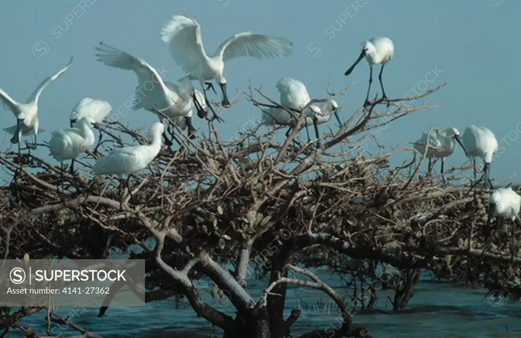 spoonbills in mangrove platalea leucorodia banc d'arguin, mauritania 