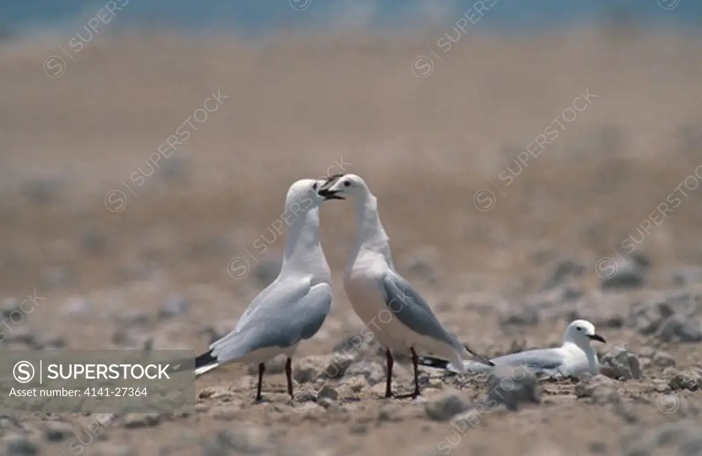 slender-billed gull larus genei two displaying mauritania