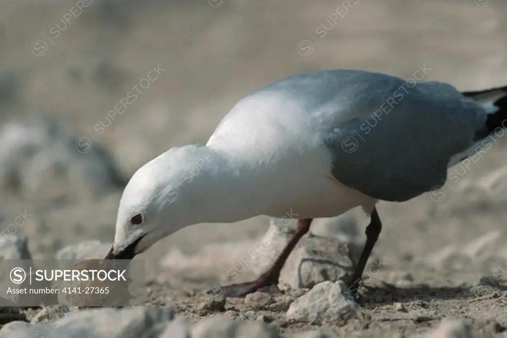 slender-billed gull larus genei eating egg mauritania 