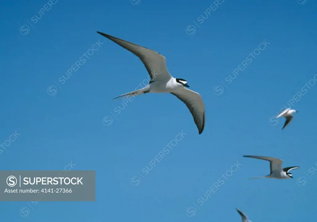 bridled terns in flight sterna anaethetus mauritania