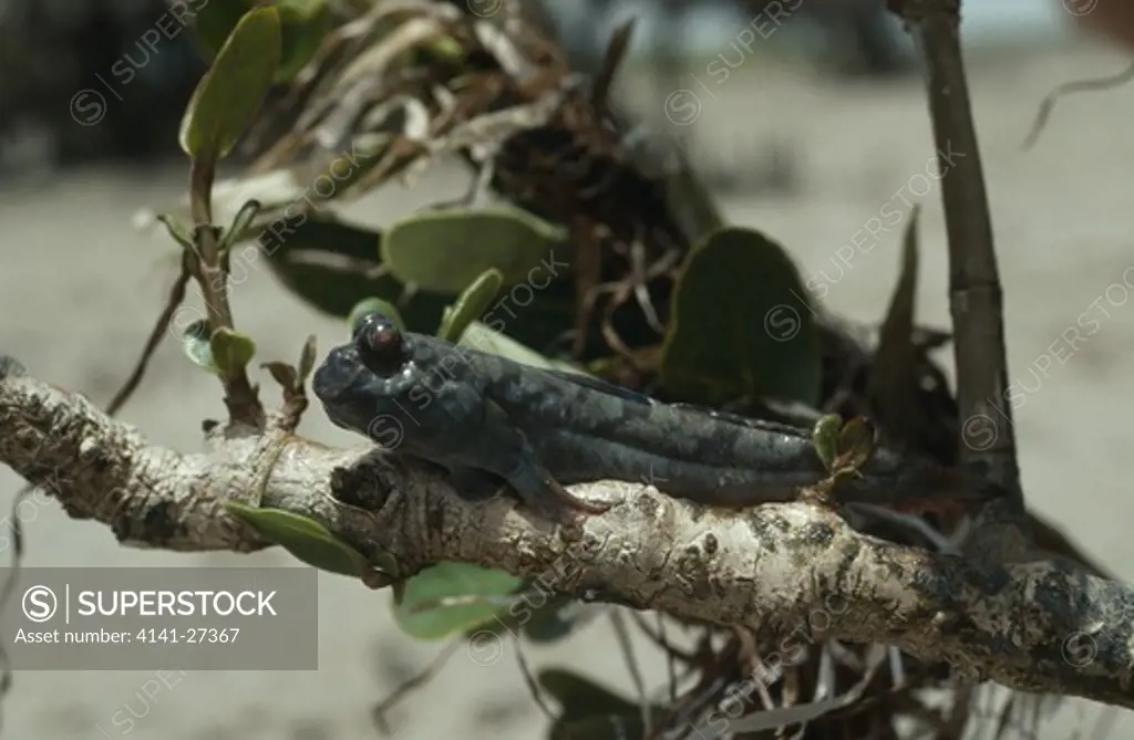 mudskipper on branch periophthalmus sp. mauritania west africa