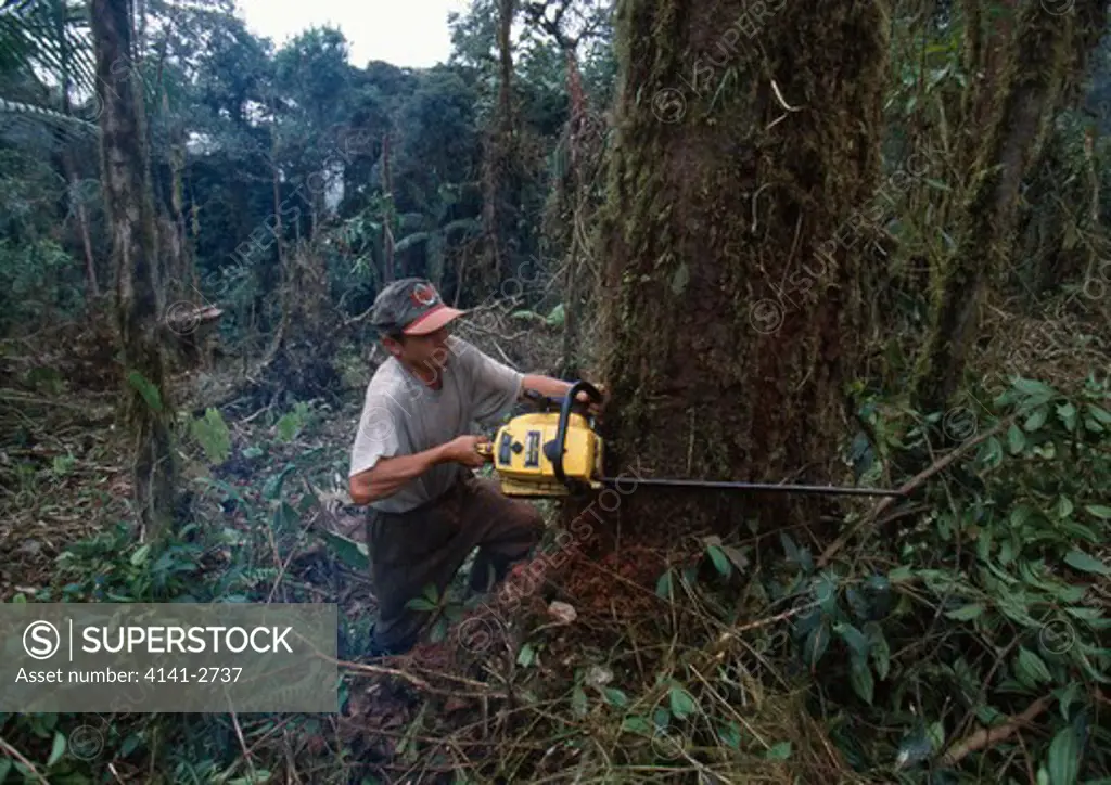 cloudforest tree being felled at about 2700m (clearance for farmland) andes, ecuador 