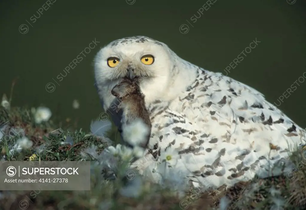 snowy owl with prey in beak nyctea scandiaca taimyr, siberia, arctic russia