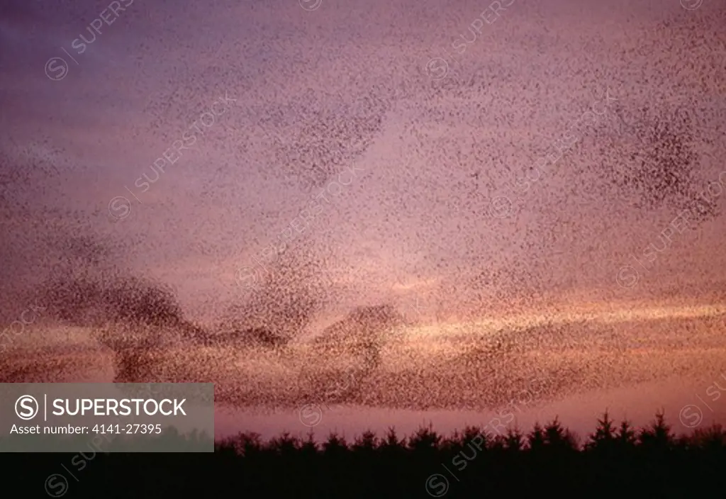 starlings at dusk sturnus vulgaris massive flock in flight 