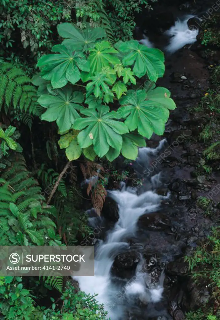 rainforest stream & cascade rio reventador, cayambe-coca reserve, andes (1450m) ecuador.
