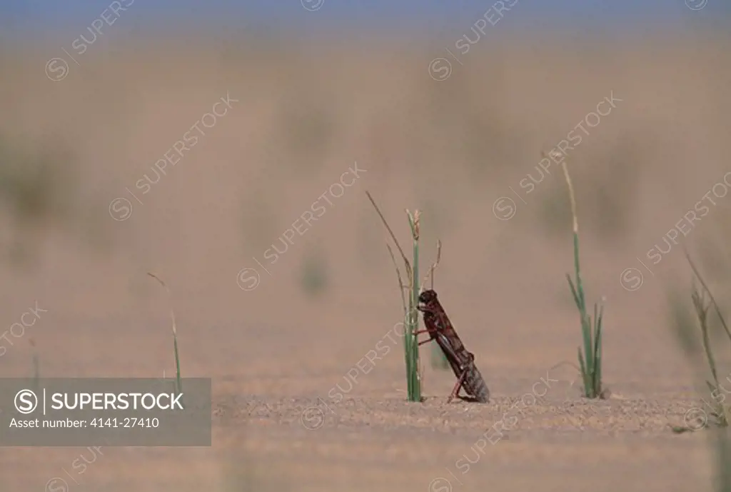 desert locust schistocerca gregaria eating vegetation, mauritania 
