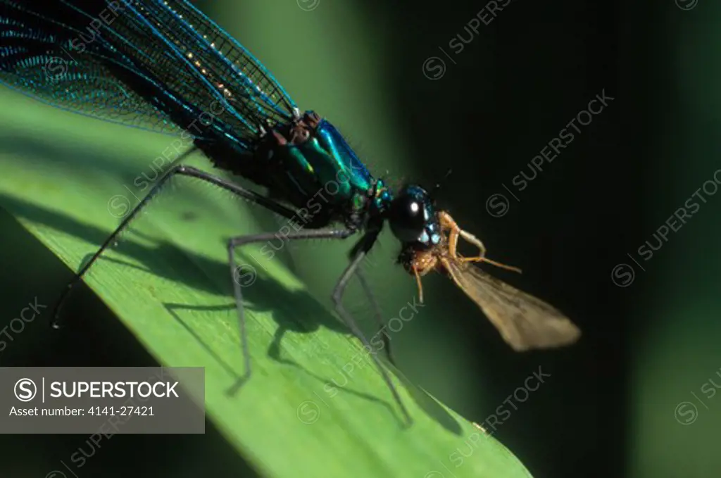 banded agrion damselfly calopteryx splendens eating insect prey 