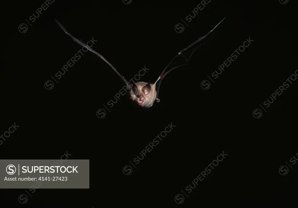 greater horseshoe bat rhinolophus ferrumequinum leaving cave. central france