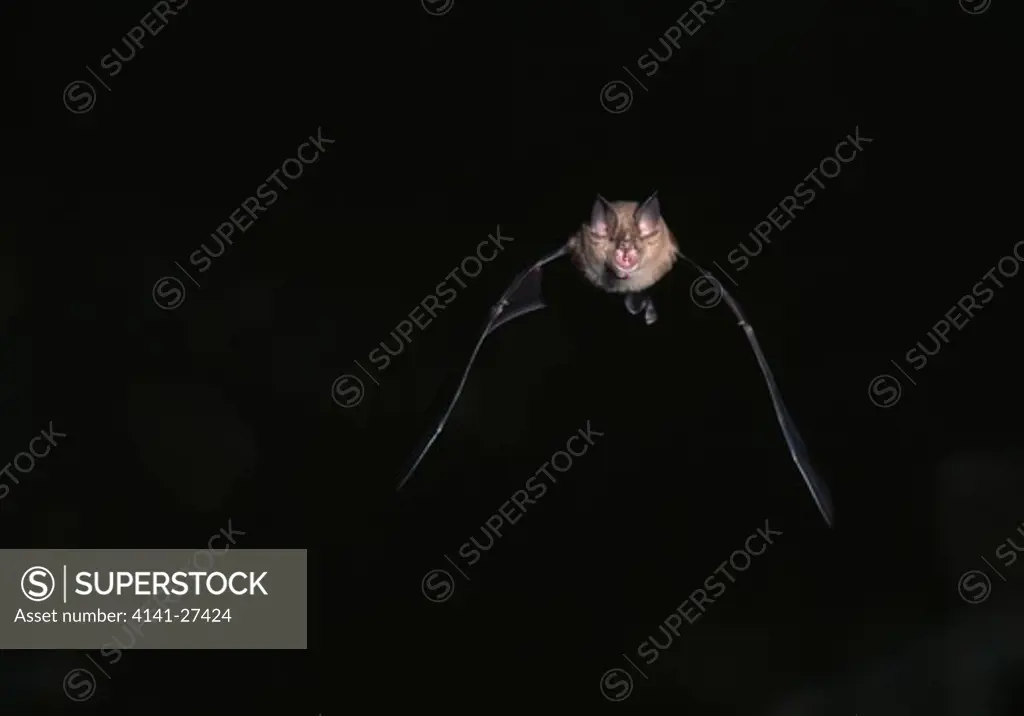 greater horseshoe bat rhinolophus ferrumequinum leaving cave. central france 