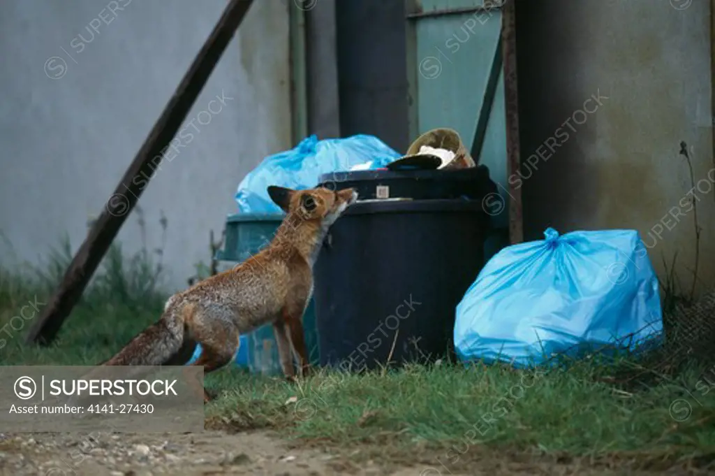 european red fox female vulpes vulpes scavenging from dustbins. camargue, bouches-du-rhone,southern france 