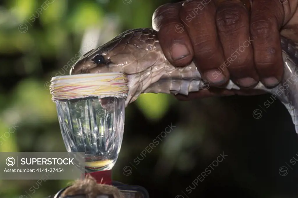 cobra being milked for venom naja naja on irula co-operative, tamil nadu, india 