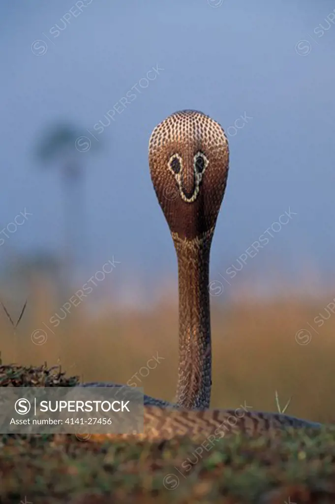 biocellated cobra naja naja naja hood extended, dorsal view 