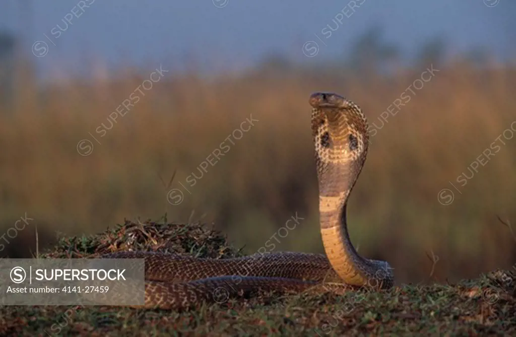 indian cobra naja naja in defensive posture india 