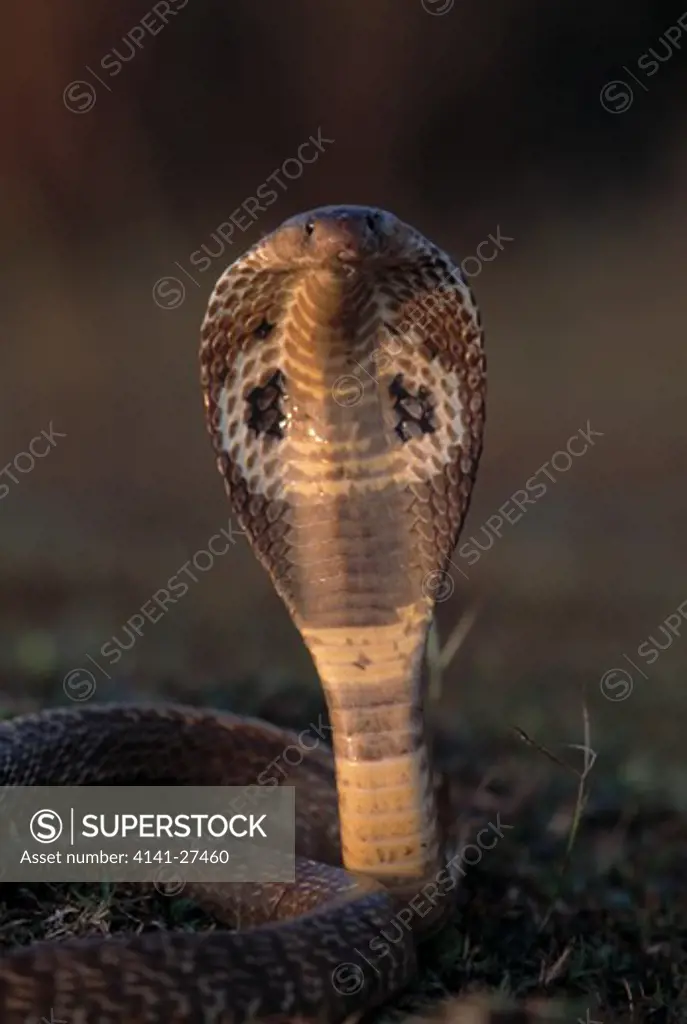 indian cobra ventral view naja naja with hood extended. india 