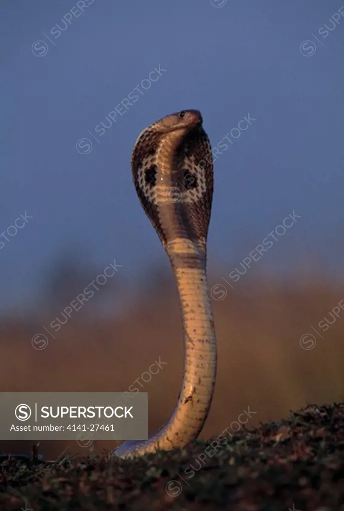indian cobra defensive posture naja naja showing extended hood. india 