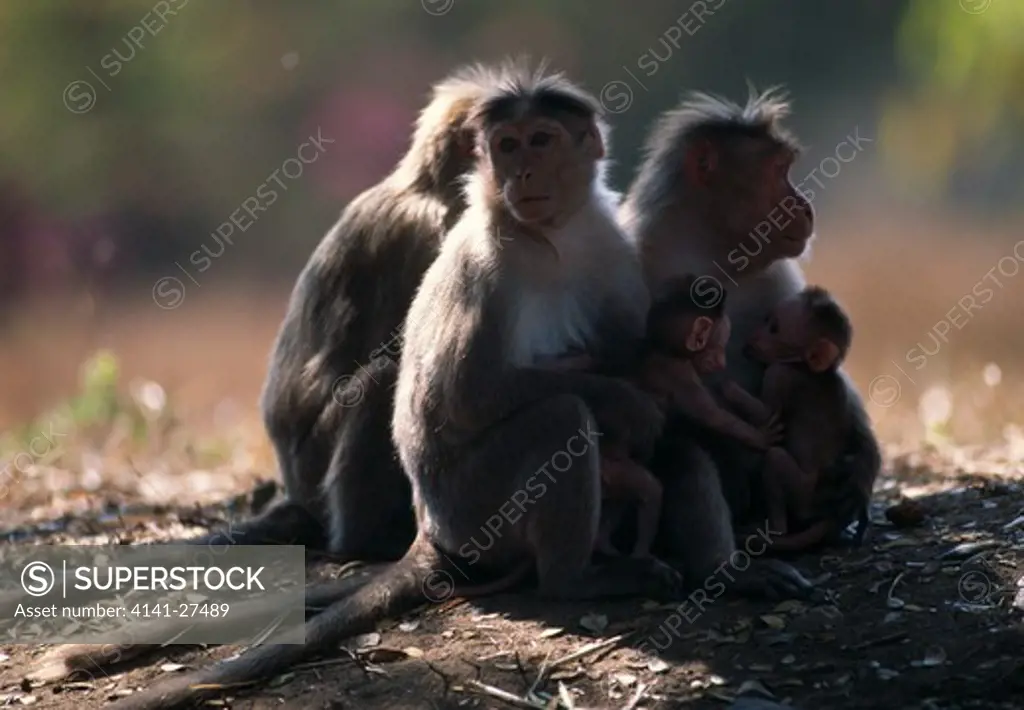bonnet macaque group with young macaca radiata nagarahole, india. 