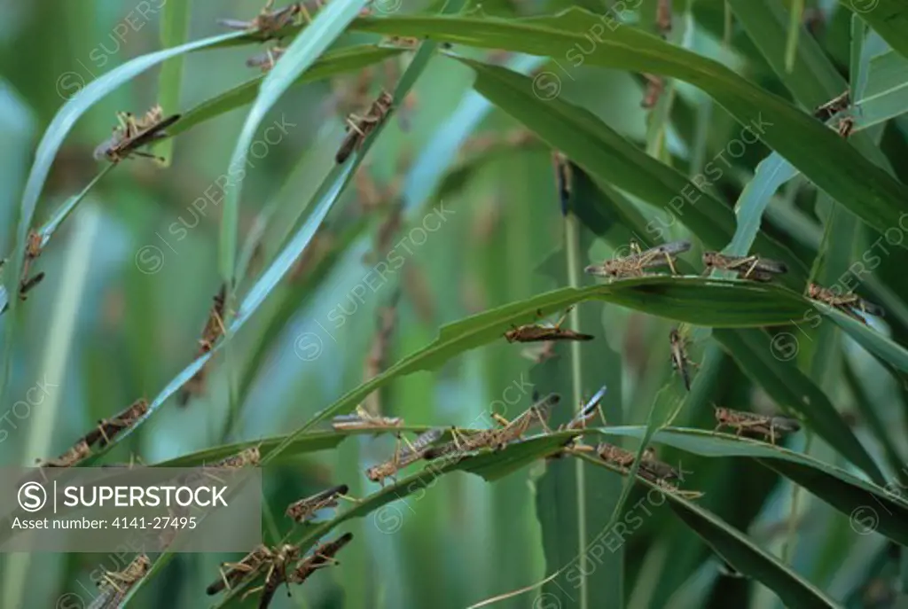 migratory locust plague in may 1997 locusta migratoria capito group eating vegetation, madagascar 