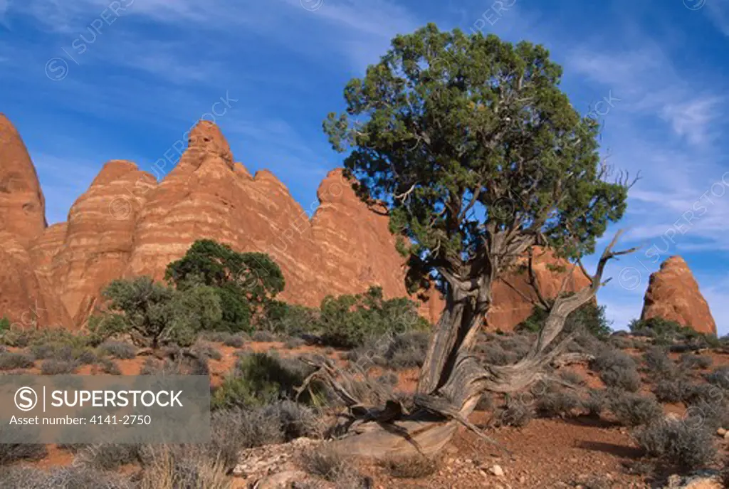 utah juniper & sandstone fins juniperus osteosperma arches national park, utah, usa