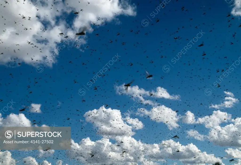 migratory locust swarm locusta migratoria capito total swarm of about 1 billion during plague, sambalaha, betroka, madagascar. may 1997.