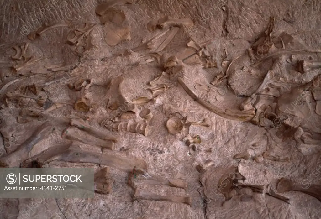 bones of dinosaur in bed excavated in quarry dinosaur national monument, utah, mid-western usa 