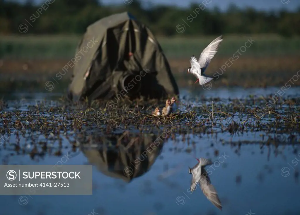photographer in hide photographing whiskered tern in flight over young in nest whiskered tern is chlidonias hybrida