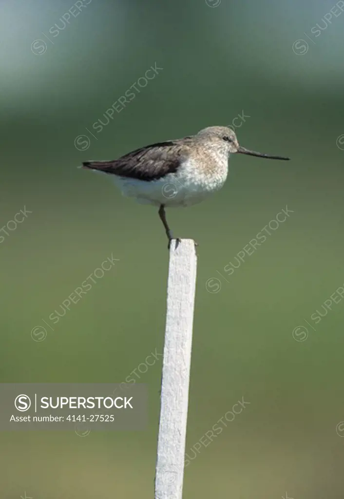 terek sandpiper xenus cinereus