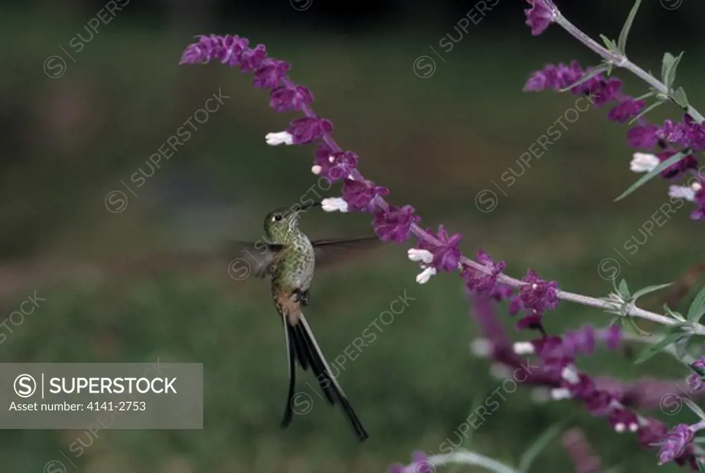 black-tailed trainbearer hummingbird lesbia victoriae female in flight sipping nectar at 2600m andes, ecuador