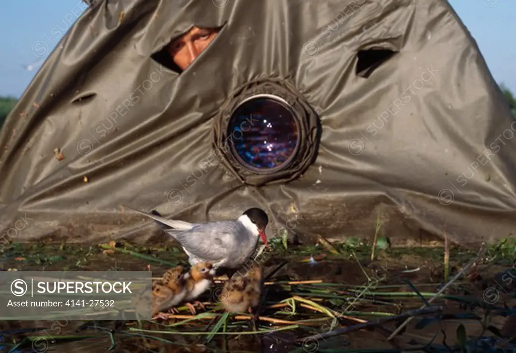 photographing tern photographer in hide close to whiskered tern & young in nest whiskered tern is chlidonias hybrida