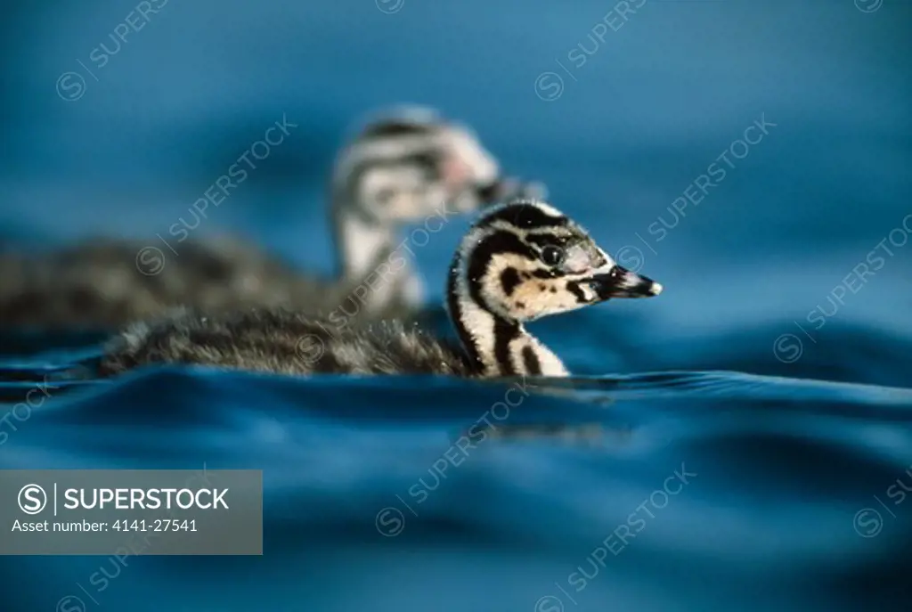 great crested grebe chick podiceps cristatus on water brenne, france
