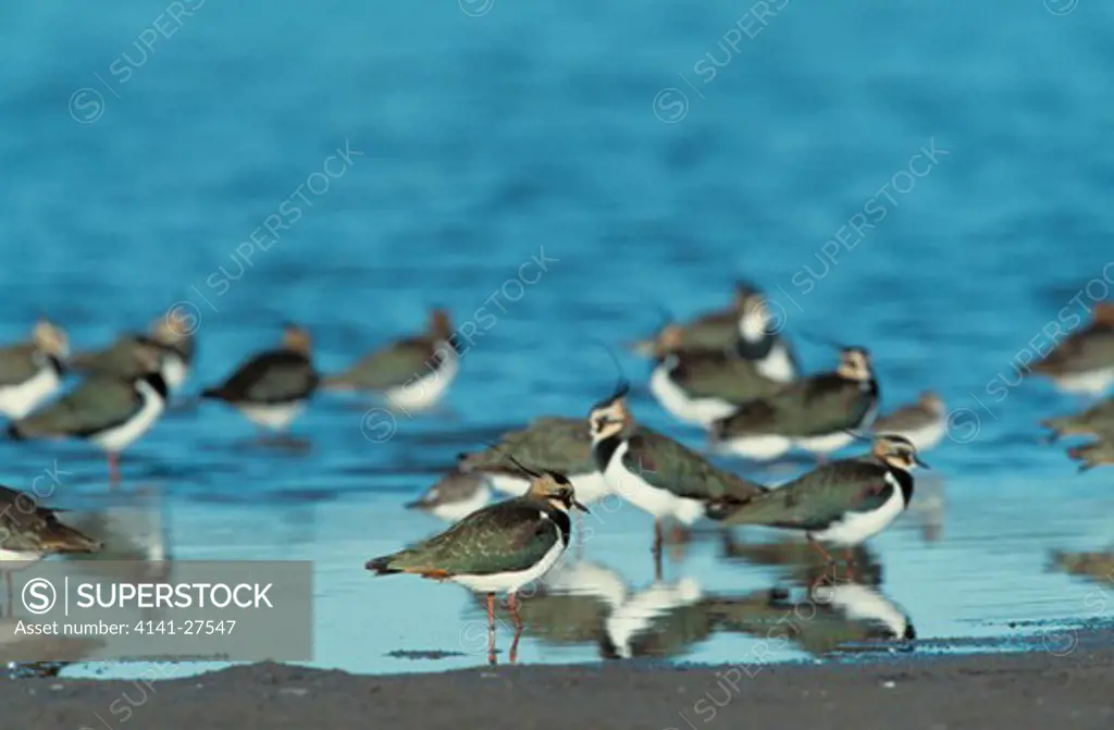 lapwing group in shallows vanellus vanellus brenne, france. 