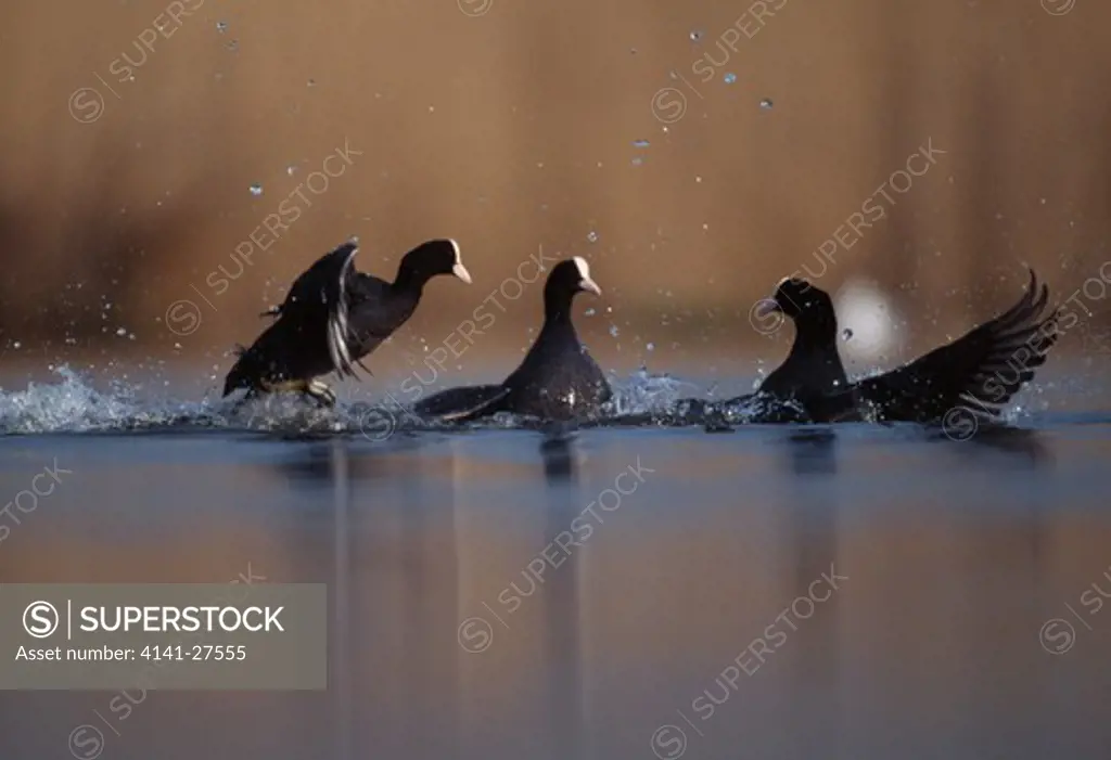 coots fighting fulica atra brenne, france