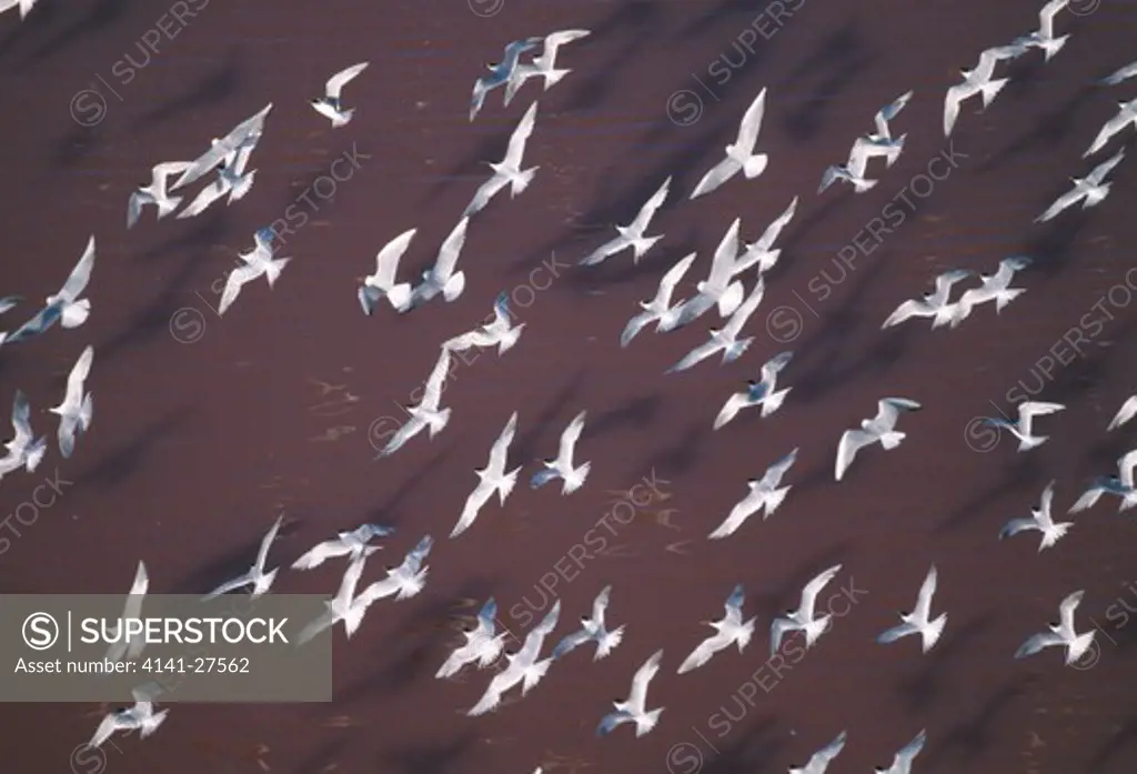 sandwich terns in flight over sea sterna sandvicensis aerial view. also with black-headed gulls.