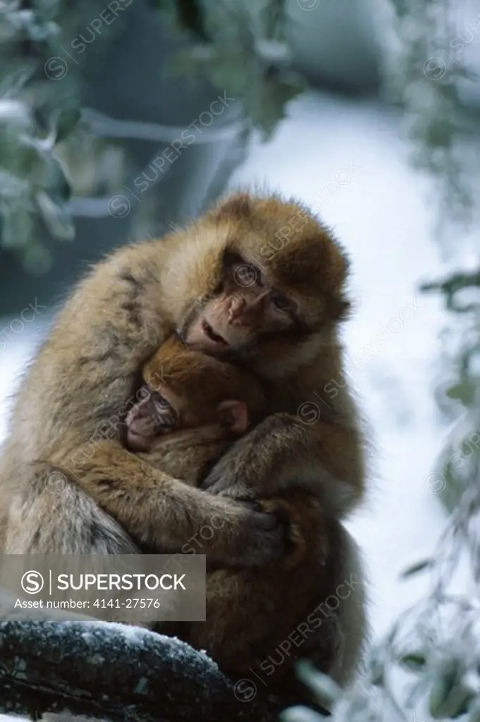 barbary macaque macaca sylvanus cuddling young
