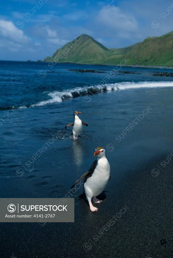royal penguins eudyptes schlegeli macquarie island, sub-antarctic australia