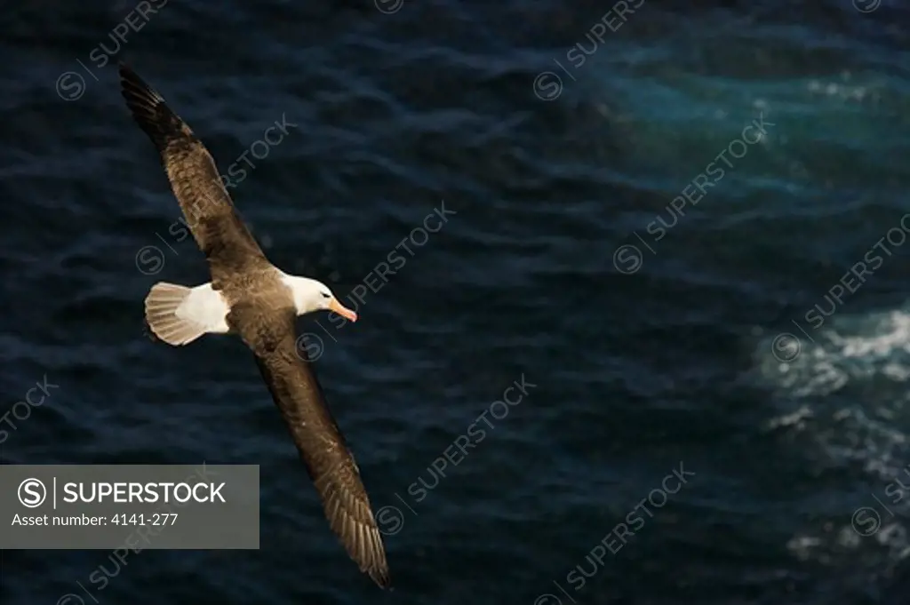 black-browed albatross in flight thalassarche melanophris falkland islands