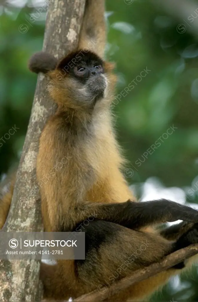 central american spider monkey ateles geoffroyi panamensis sitting in tree. costa rica. endangered species. 