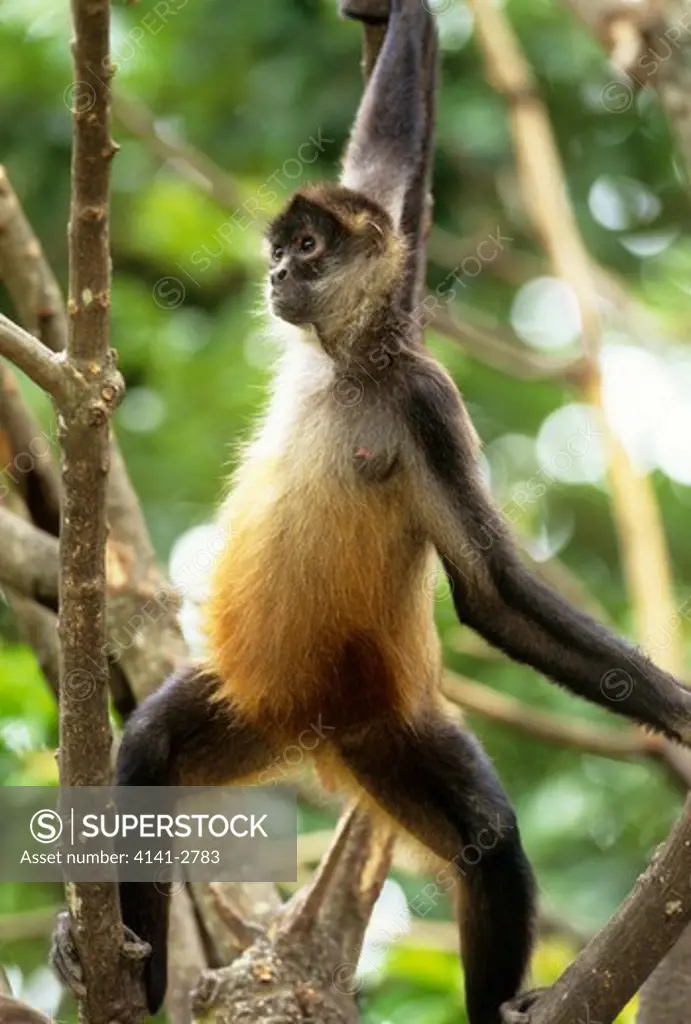 central american spider monkey ateles geoffroyi panamensis costa rica. endangered.