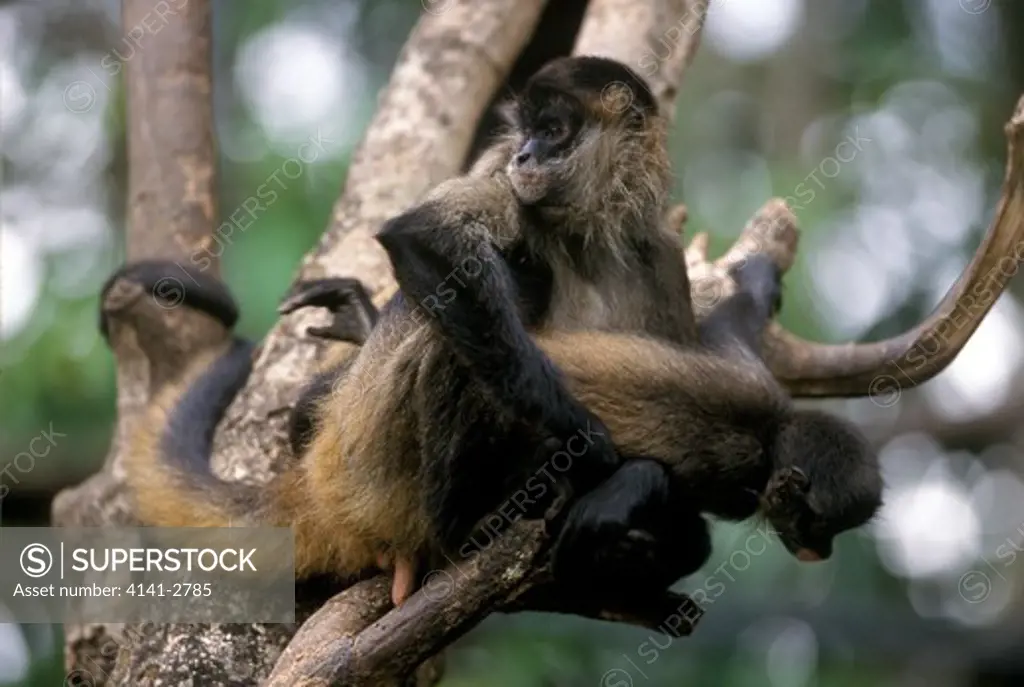central american spider monkey ateles geoffroyi panamensis endangered sp. costa rica 